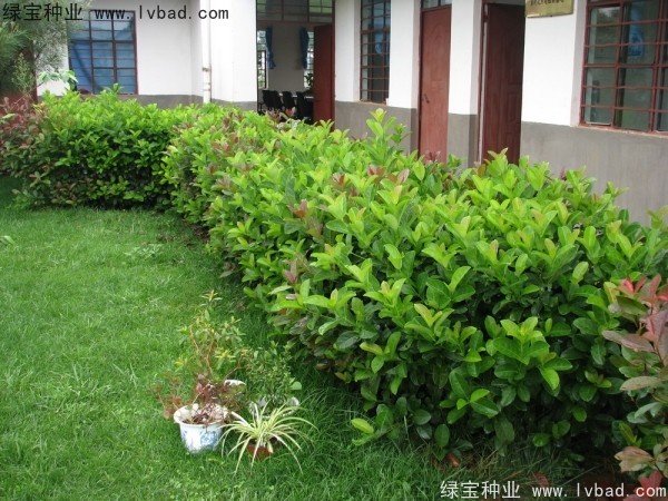 <a href='http://www.hn123.net.cn/linmuzhongzi/2225.html' target='_blank'>莢蒾種子</a>