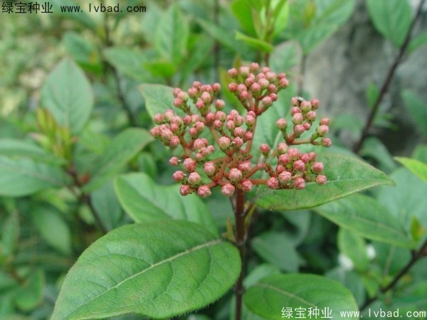 <a href='http://www.hn123.net.cn/linmuzhongzi/2225.html' target='_blank'>莢蒾種子</a>