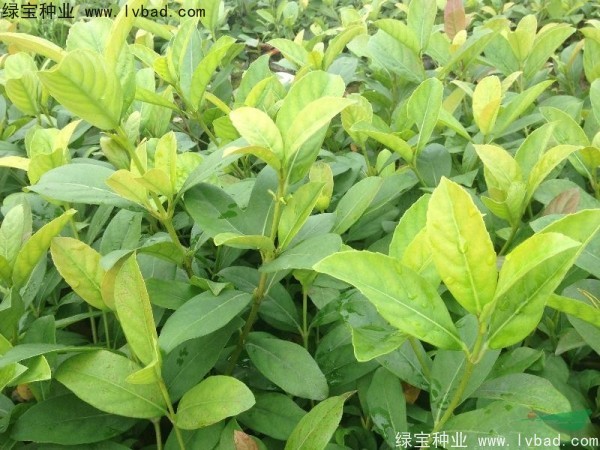 莢蒾<a href='http://www.hn123.net.cn/' target='_blank'>種子</a>