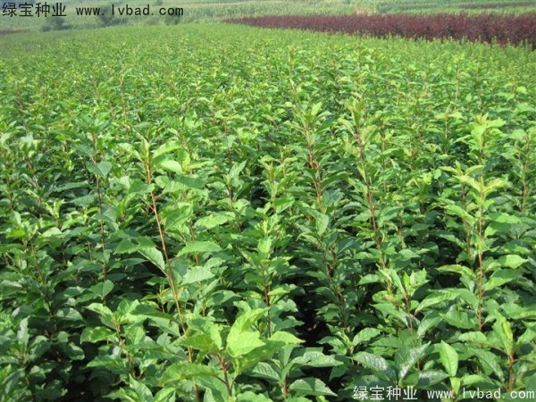 <a href='http://www.hn123.net.cn/linmuzhongzi/2231.html' target='_blank'>李子種子</a>