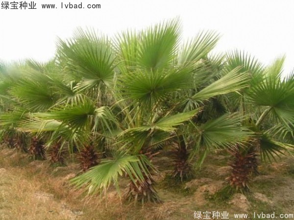 <a href='http://www.hn123.net.cn/linmuzhongzi/2232.html' target='_blank'>老人葵</a><a href='http://www.hn123.net.cn/' target='_blank'>種子</a>
