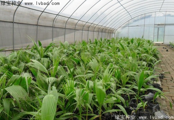 <a href='http://www.hn123.net.cn/linmuzhongzi/2232.html' target='_blank'>老人葵種子</a>
