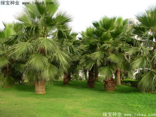 <a href='http://www.hn123.net.cn/linmuzhongzi/2232.html' target='_blank'>老人葵種子</a>