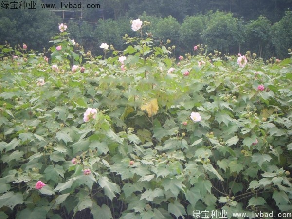 木芙蓉<a href='http://www.hn123.net.cn/' target='_blank'>種子</a>