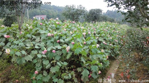 <a href='http://www.hn123.net.cn/linmuzhongzi/2233.html' target='_blank'>木芙蓉</a><a href='http://www.hn123.net.cn/' target='_blank'>種子</a>