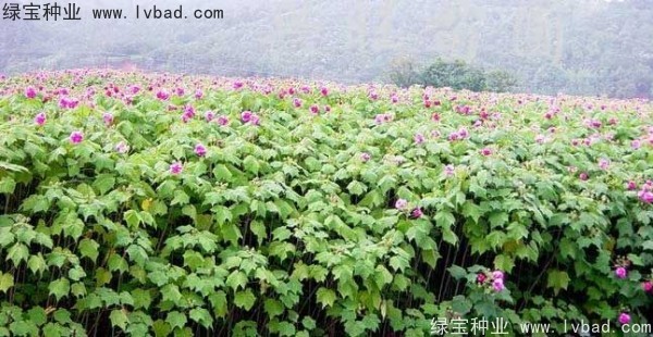 <a href='http://www.hn123.net.cn/linmuzhongzi/2233.html' target='_blank'>木芙蓉</a><a href='http://www.hn123.net.cn/' target='_blank'>種子</a>