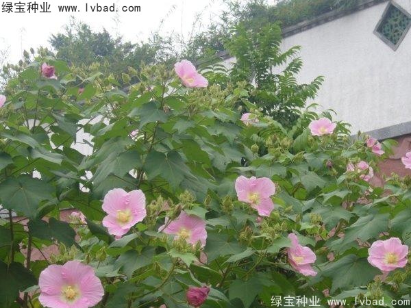 <a href='http://www.hn123.net.cn/linmuzhongzi/2233.html' target='_blank'>木芙蓉種子</a>