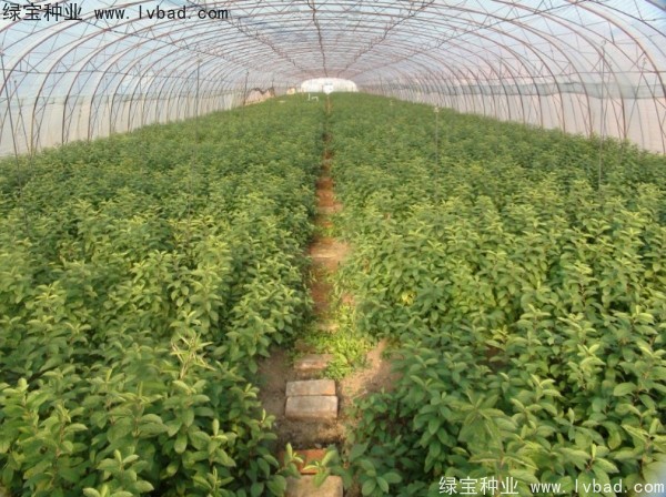 <a href='http://www.hn123.net.cn/linmuzhongzi/2235.html' target='_blank'>歐李</a><a href='http://www.hn123.net.cn/' target='_blank'>種子</a>
