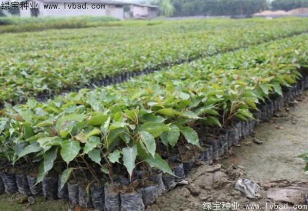 <a href='http://www.hn123.net.cn/linmuzhongzi/2237.html' target='_blank'>菩提子種子</a>