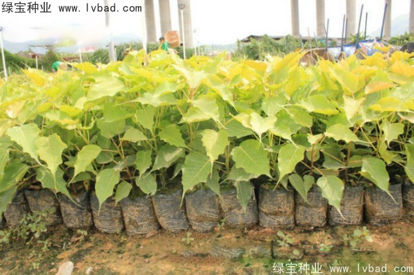 <a href='http://www.hn123.net.cn/linmuzhongzi/2237.html' target='_blank'>菩提子</a>種子