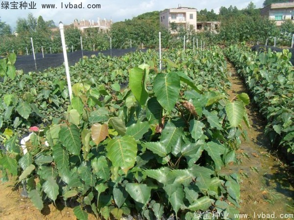 <a href='http://www.hn123.net.cn/linmuzhongzi/2237.html' target='_blank'>菩提子種子</a>