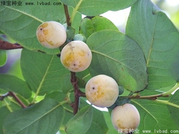 <a href='http://www.hn123.net.cn/linmuzhongzi/2238.html' target='_blank'>軟棗種子</a>
