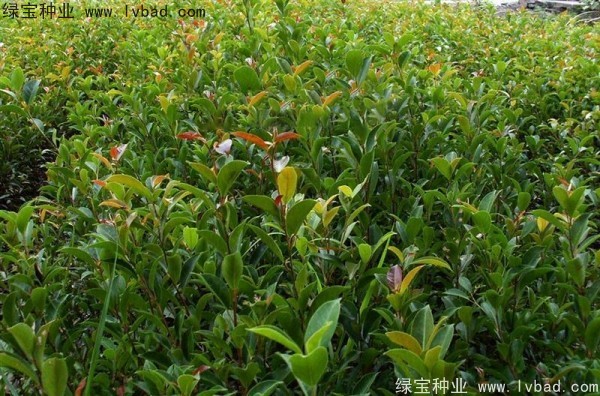 榕樹<a href='http://www.hn123.net.cn/' target='_blank'>種子</a>