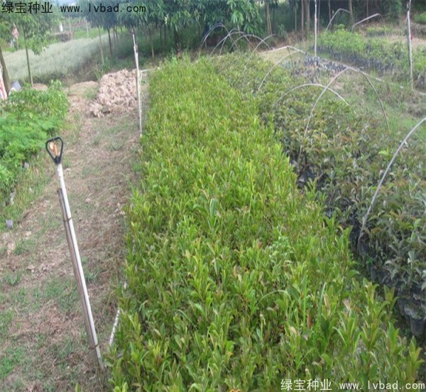 <a href='http://www.hn123.net.cn/linmuzhongzi/2239.html' target='_blank'>榕樹種子</a>