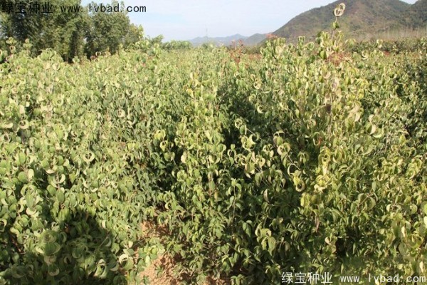 <a href='http://www.hn123.net.cn/linmuzhongzi/2240.html' target='_blank'>四照花種子</a>