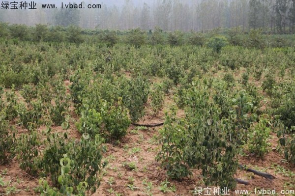 四照花<a href='http://www.hn123.net.cn/' target='_blank'>種子</a>