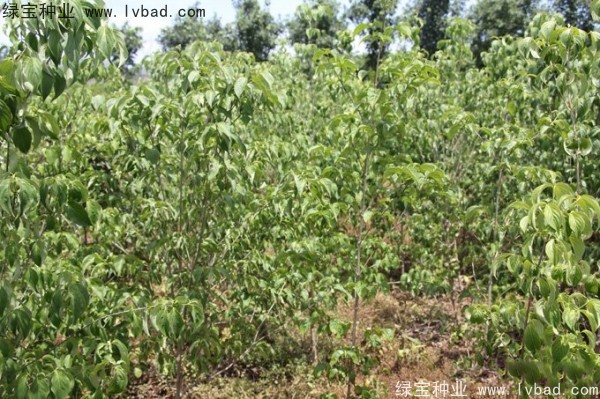 <a href='http://www.hn123.net.cn/linmuzhongzi/2240.html' target='_blank'>四照花種子</a>