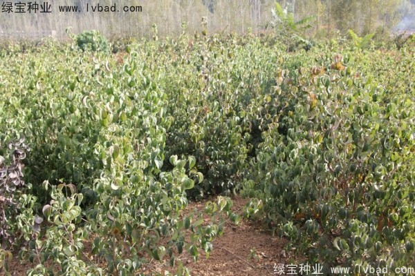 <a href='http://www.hn123.net.cn/linmuzhongzi/2240.html' target='_blank'>四照花種子</a>