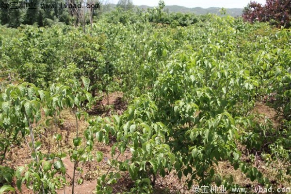 四照花<a href='http://www.hn123.net.cn/' target='_blank'>種子</a>