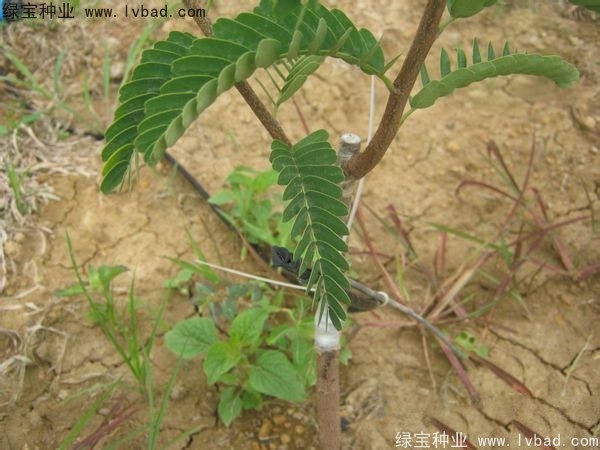 <a href='http://www.hn123.net.cn/linmuzhongzi/2241.html' target='_blank'>酸角種子</a>
