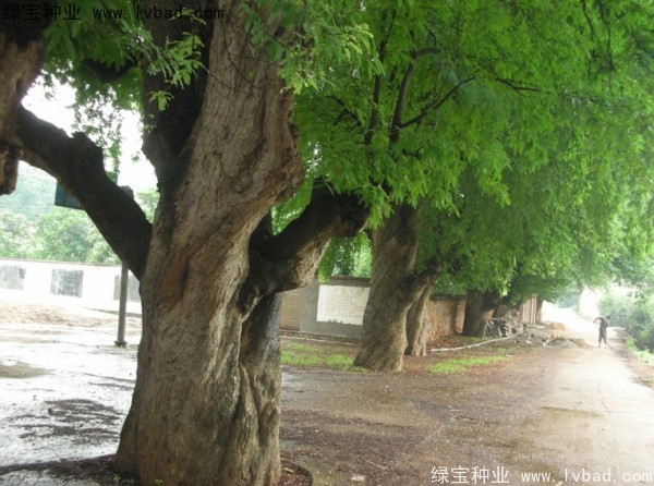 酸角<a href='http://www.hn123.net.cn/' target='_blank'>種子</a>