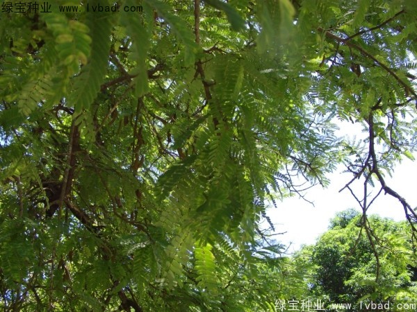 <a href='http://www.hn123.net.cn/linmuzhongzi/2241.html' target='_blank'>酸角種子</a>
