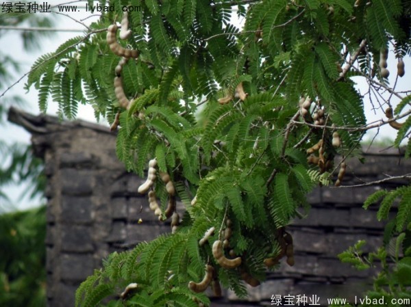 酸角<a href='http://www.hn123.net.cn/' target='_blank'>種子</a>