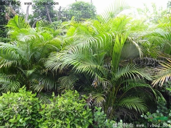 散尾葵<a href='http://www.hn123.net.cn/' target='_blank'>種子</a>