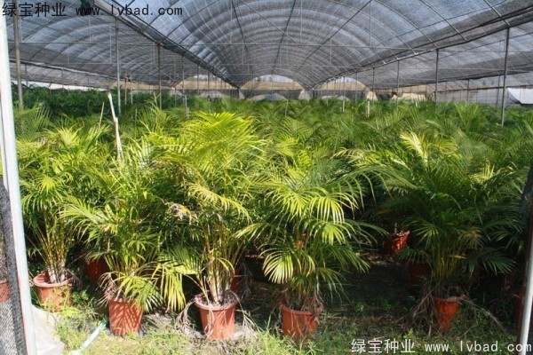 <a href='http://www.hn123.net.cn/linmuzhongzi/2242.html' target='_blank'>散尾葵種子</a>
