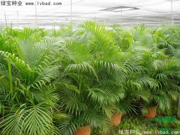 <a href='http://www.hn123.net.cn/linmuzhongzi/2242.html' target='_blank'>散尾葵種子</a>