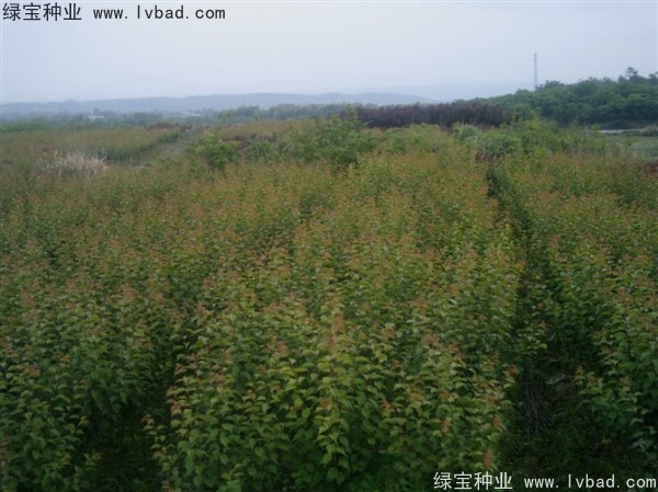<a href='http://www.hn123.net.cn/linmuzhongzi/2243.html' target='_blank'>山梅花種子</a>