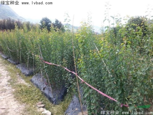 <a href='http://www.hn123.net.cn/linmuzhongzi/2243.html' target='_blank'>山梅花種子</a>