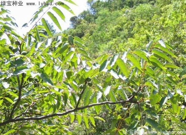 五眼果<a href='http://www.hn123.net.cn/' target='_blank'>種子</a>