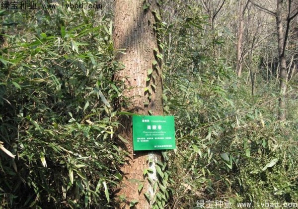 <a href='http://www.hn123.net.cn/linmuzhongzi/2244.html' target='_blank'>五眼果</a><a href='http://www.hn123.net.cn/' target='_blank'>種子</a>