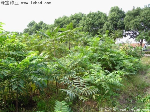 <a href='http://www.hn123.net.cn/linmuzhongzi/2244.html' target='_blank'>五眼果</a><a href='http://www.hn123.net.cn/' target='_blank'>種子</a>
