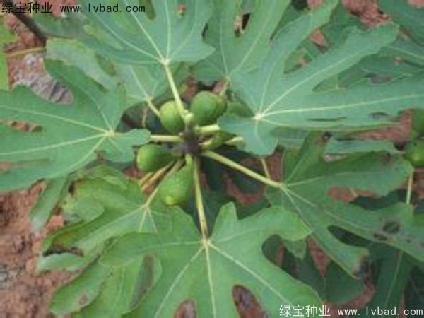 <a href='http://www.hn123.net.cn/linmuzhongzi/2245.html' target='_blank'>無花果種子</a>