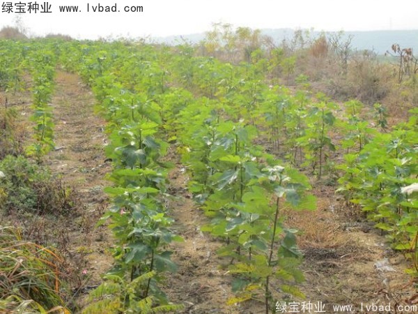 無花果種子