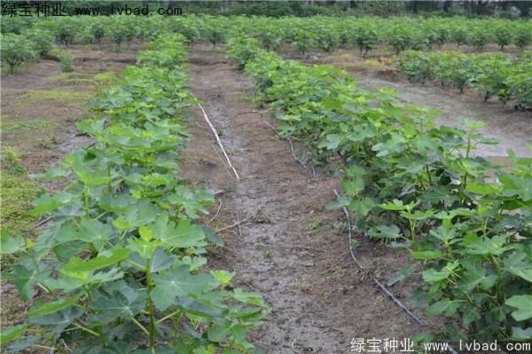 無花果<a href='http://www.hn123.net.cn/' target='_blank'>種子</a>