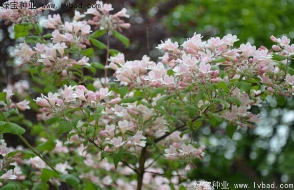<a href='http://www.hn123.net.cn/linmuzhongzi/2246.html' target='_blank'>猬實種子</a>