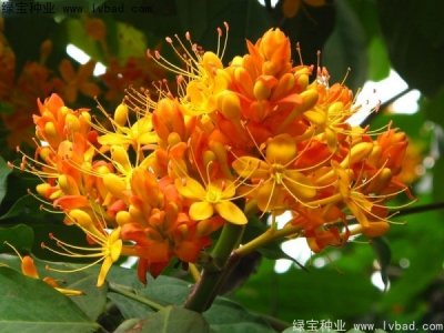 無(wú)憂樹(shù)種子