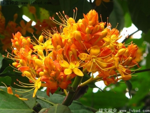 <a href='http://www.hn123.net.cn/linmuzhongzi/2247.html' target='_blank'>無憂樹種子</a>