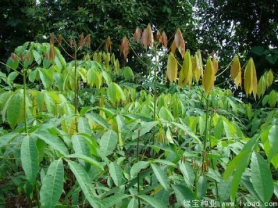 橡膠樹(shù)種子