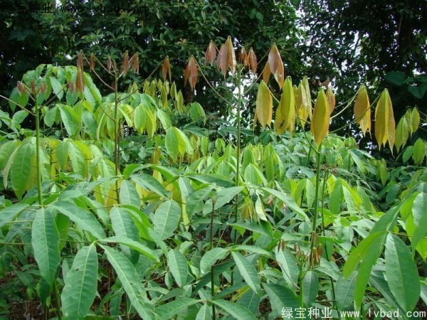 <a href='http://www.hn123.net.cn/linmuzhongzi/2248.html' target='_blank'>橡膠樹種子</a>