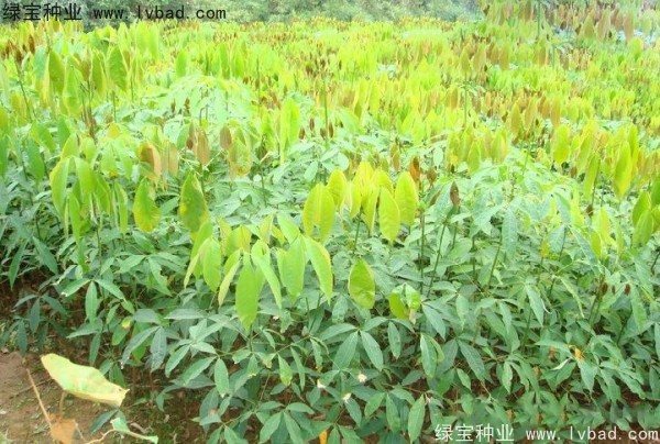 橡膠樹種子