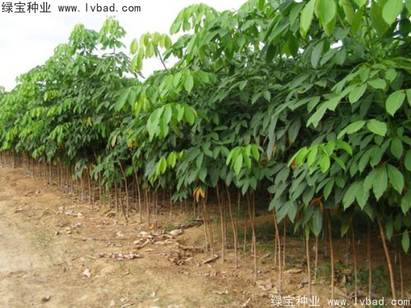 <a href='http://www.hn123.net.cn/linmuzhongzi/2248.html' target='_blank'>橡膠樹種子</a>