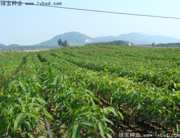 橡膠樹種子