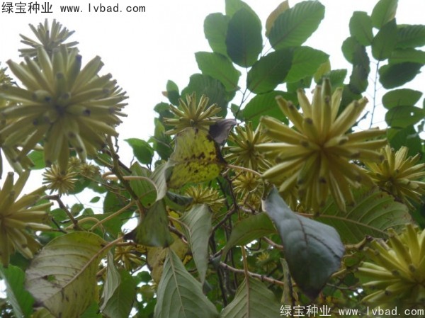 <a href='http://www.hn123.net.cn/linmuzhongzi/2250.html' target='_blank'>喜樹種子</a>