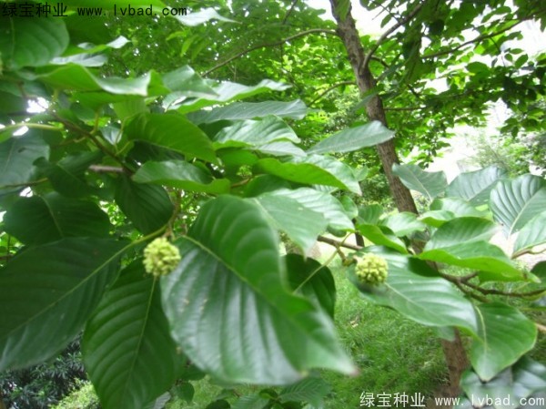 喜樹<a href='http://www.hn123.net.cn/' target='_blank'>種子</a>