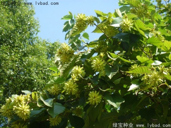 <a href='http://www.hn123.net.cn/linmuzhongzi/2250.html' target='_blank'>喜樹種子</a>