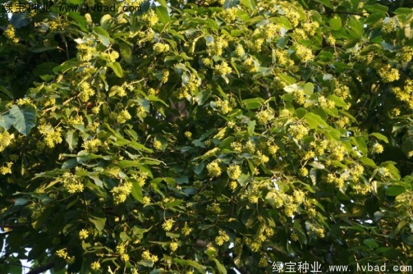 喜樹<a href='http://www.hn123.net.cn/' target='_blank'>種子</a>
